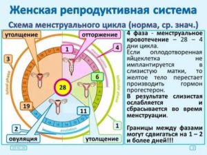 Как сдвинуть цикл месячных для отпуска
