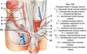 Паховые связки разрыв узи