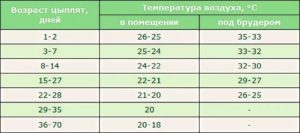 Какая температура должна быть у месячных бройлеров в домашних условиях