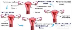 Могут ли идти месячные во время беременности если матка двурогая