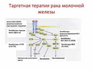 Таргетная терапия рака молочной железы герцептином