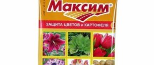 Препарат для обработки семенного картофеля максим