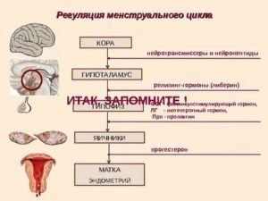 Что такое регуляция менструального цикла