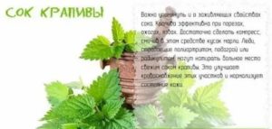 Как пить крапиву перед месячными