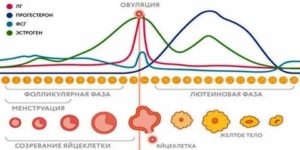 Как определить начало и конец менструального цикла