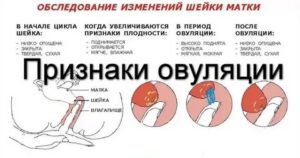 Как правильно слизывать месячные