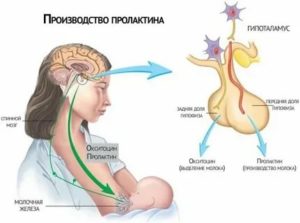 Окситоцин во время климакса