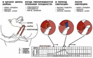 Когда шейка матка опускается перед месячными по дням