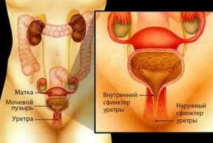 Может ли матка давить на мочевой пузырь при месячных