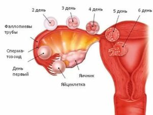 Может ли перед месячными болеть придатки