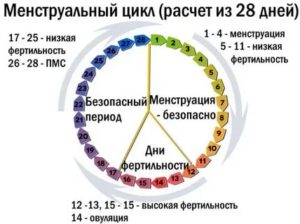 Когда происходит овуляция если менструальный цикл 21 день
