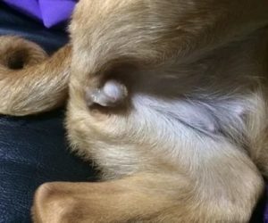 У кобеля молочница