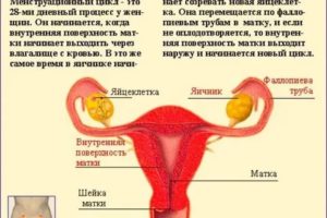 Может ли сбиться цикл месячных после долгого воздержания