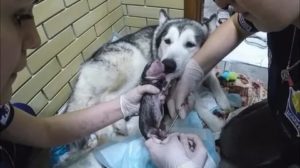 Когда у хаски идут месячные