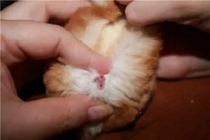Могут ли быть у крольчихи месячные