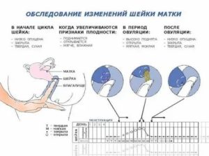 Могут ли начаться месячные через день после овуляции