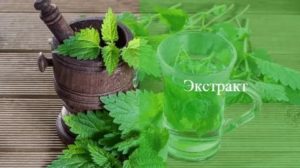 Можно ли пить крапиву при климаксе