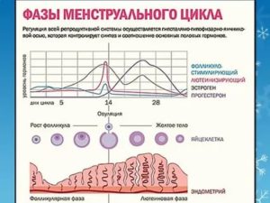 Как называется фаза перед месячными