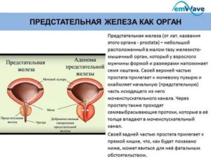 Что такое эстрогенотерапия предстательной железы