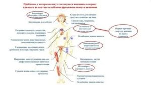 Работа печени при климаксе