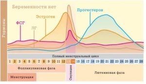 Что такое предовуляторная фаза менструального цикла