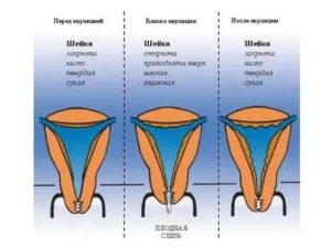 Может ли пульсировать матка перед месячными