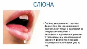 Выделение слюны при кандидозе