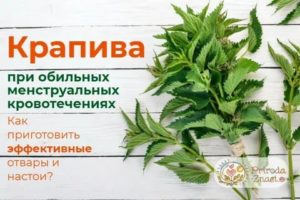 Можно ли пить крапиву при климаксе