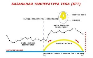 Какая базальная температура во время месячных норма и после месячных