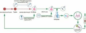 Стимуляция яичников при эко препараты по дням
