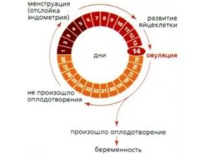 Могут ли начаться месячные через день после овуляции