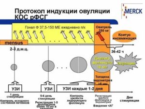 Узи контроль при стимуляции овуляции