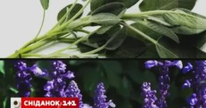 Может ли помочь шалфей при молочнице