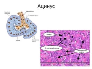 Что такое ацинусы предстательной железы