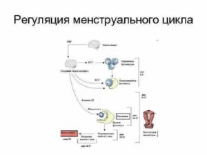 Что такое регуляция менструального цикла