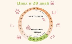 Могут ли пойти месячные на 22 день цикла