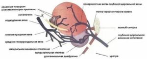 Анатомия предстательной железы википедия кровоснабжение