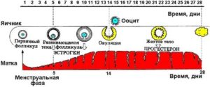 Каким должен быть фолликул на день менструального цикла