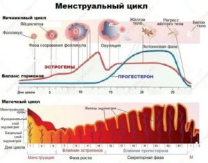 Когда сдают гормоны первой фазы менструального цикла