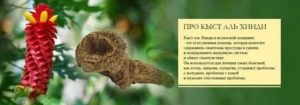 Кыст аль хинди применение от молочницы