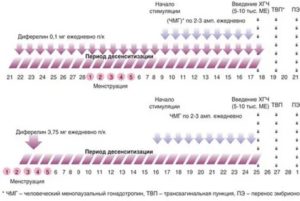 Когда начинаются месячные при длинном протоколе эко