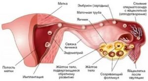 Может ли после овуляции образоваться киста желтого тела