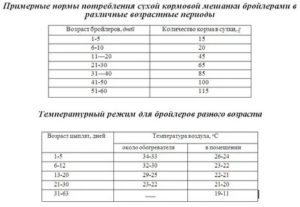 Как правильно кормить месячных бройлеров в домашних условиях