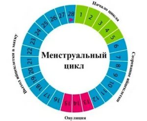 Что такое дата последней менструации