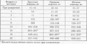 Какой вес у 6 месячных бычков