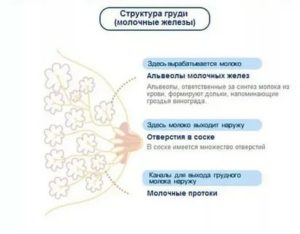 Может ли перед месячными одна грудь быть больше другой