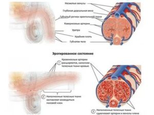 Почему у мужчины бывает мало спермы при эрекции