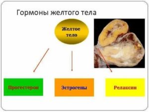 Гормональный препарат желтого тела