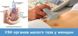 Узи гинекологическое чем отличается от узи органов малого таза