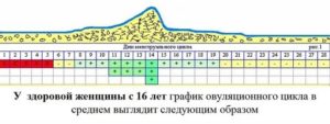 Когда происходит овуляция если менструальный цикл 21 день